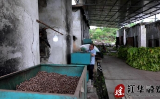 湖南省永州市江華縣：“綠色烘烤”助力煙農(nóng)提質(zhì)增收